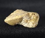Obornella plicopunctata (DESLONGCHAMPS 1849) - Bild © FossNet FossilienStore